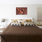 False Clownfish Swimming Around Their Host Anemone