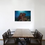 Reef Fish Swimming Above A Coral Reef (26"W x 18"H x 0.75"D)