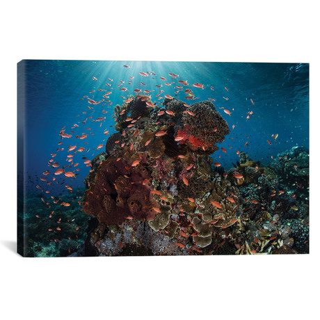 Reef Fish Swimming Above A Coral Reef (26"W x 18"H x 0.75"D)
