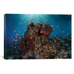 Reef Fish Swimming Above A Coral Reef (26"W x 18"H x 0.75"D)