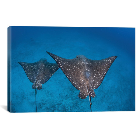 Spotted Eagle Rays Swim Over The Seafloor Near Cocos Island