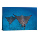 Spotted Eagle Rays Swim Over The Seafloor Near Cocos Island