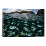 School Of Large Damselfish In Palau's Inner Lagoon