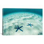 Starfish On A Brightly Lit Seafloor In The Tropical Pacific
