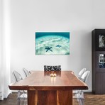 Starfish On A Brightly Lit Seafloor In The Tropical Pacific