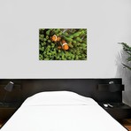 False Clown Anemonefish Hide In Their Anemone