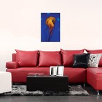 Pacific Sea Nettle Jellyfish I