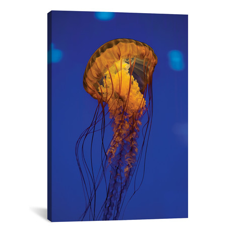 Pacific Sea Nettle Jellyfish I