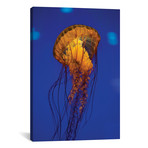 Pacific Sea Nettle Jellyfish I