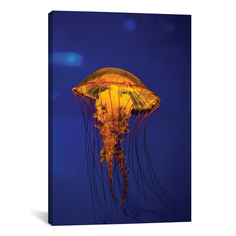 Pacific Sea Nettle Jellyfish II