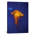 Pacific Sea Nettle Jellyfish II