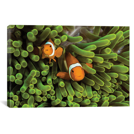 False Clown Anemonefish Hide In Their Anemone