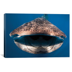 Whale Shark In Isla Mujeres // Mexico I