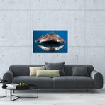 Whale Shark In Isla Mujeres // Mexico I