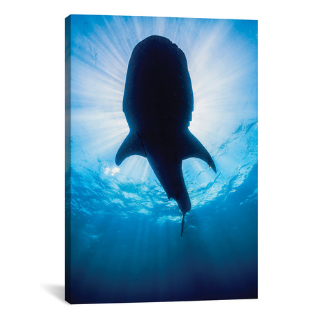Whale Shark In Isla Mujeres // Mexico II (26"W x 18"H x 0.75"D)