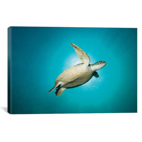 Green Turtle Swimming With Sunburst // New South Wales