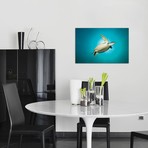 Green Turtle Swimming With Sunburst // New South Wales