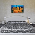 A Diver Looks At Large Gorgonian Sea Fans // Solomon Islands