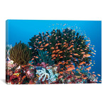School Of Anthias Fish Swimming Over A Colorful Reef (26"W x 18"H x 0.75"D)