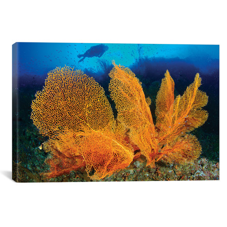 A Diver Looks At Large Gorgonian Sea Fans // Solomon Islands