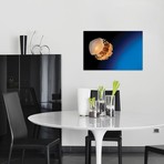 Rhizostome Jellyfish // Tulamben // Bali // Indonesia