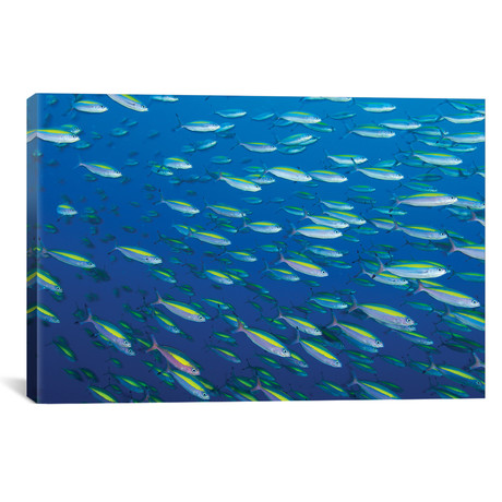 School Of Wide-Band Fusilier Fish // Papua New Guinea (26"W x 18"H x 0.75"D)