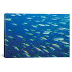 School Of Wide-Band Fusilier Fish // Papua New Guinea (26"W x 18"H x 0.75"D)