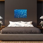 School Of Wide-Band Fusilier Fish // Papua New Guinea (26"W x 18"H x 0.75"D)