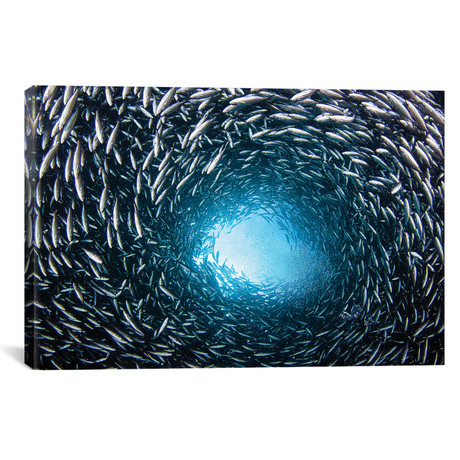 A School Of Black Striped Salema Fish // Endemic To Galapagos