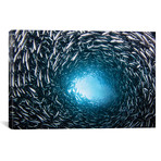 A School Of Black Striped Salema Fish // Endemic To Galapagos