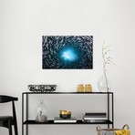 A School Of Black Striped Salema Fish // Endemic To Galapagos