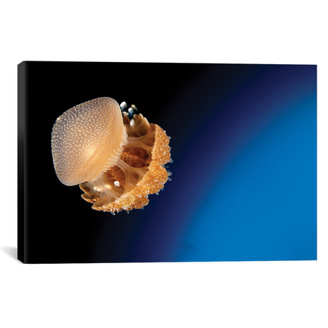 Rhizostome Jellyfish // Tulamben // Bali // Indonesia