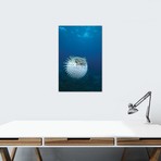 A Spotted Porcupine Fish // Maui // Hawaii