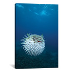 A Spotted Porcupine Fish // Maui // Hawaii