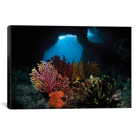 Crinoids And A Small Gorgonian Fan // Raja Ampat // Indonesia