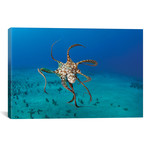 Day Octopus // Hawaii