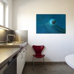 Eye Detail Of A Napoleon Wrasse // Cheilinus Undulatus