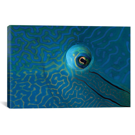 Eye Detail Of A Napoleon Wrasse // Cheilinus Undulatus