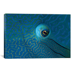 Eye Detail Of A Napoleon Wrasse // Cheilinus Undulatus