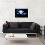 Moon Jellyfish // Aurelia Aurita