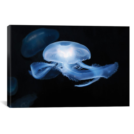 Moon Jellyfish // Aurelia Aurita