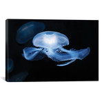 Moon Jellyfish // Aurelia Aurita