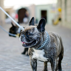 Touch of Leather Collar // Grey (X-Small (Neck Size: 9.5" - 11"))