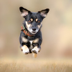 Touch of Leather Collar // Military (X-Small (Neck Size: 9.5" - 11"))