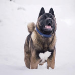 Touch of Leather Collar // Navy (X-Small (Neck Size: 9.5" - 11"))