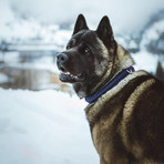 Touch of Leather Collar // Navy (X-Small (Neck Size: 9.5" - 11"))