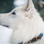 Touch of Leather Collar // Navy (X-Small (Neck Size: 9.5" - 11"))