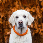 Touch of Leather Collar // Pumpkin (X-Small (Neck Size: 9.5" - 11"))