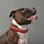 Touch of Leather Collar // Redwine (X-Small (Neck Size: 9.5" - 11"))