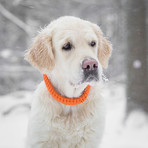 Touch of Leather Collar // Pumpkin (X-Small (Neck Size: 9.5" - 11"))
